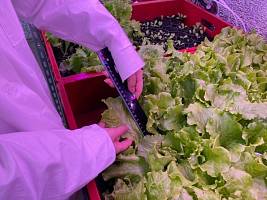 Лаборатория светокультуры и сити-фарминга