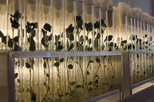 Лаборатория микроклонального размножения