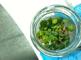 Лаборатория микроклонального размножения