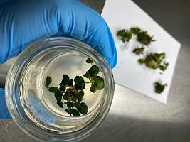 Лаборатория микроклонального размножения