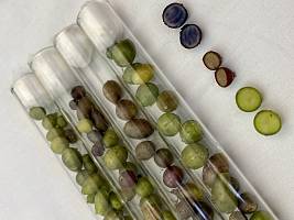 Лаборатория микроклонального размножения