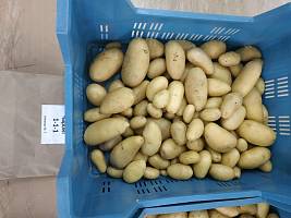 Лаборатория микроклонального размножения