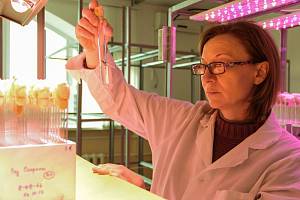 Лаборатория микроклонального размножения