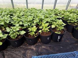 Лаборатория микроклонального размножения